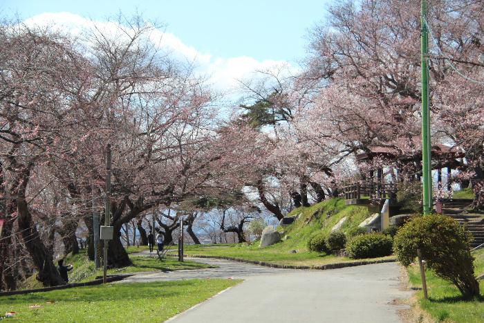 お天気は良かったのですが肌寒い感じのする一日でした　烏帽子山公園の桜が開花したとの情報で公園に登ってみました　桜はまだ咲き始めで見ごろになるまでもう少しかかりそうです　もうちょっと待って下さい