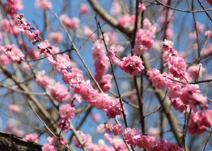 桜が開花し烏帽子山公園も紅く染まり始め満開までもう一息でしょうか　桜の開花前にピンクや白い桃の花が咲き終わりに近づいています 桜と桃の競演です　写真の桃は花桃でしょうか　桃から桜そしてリンゴやサクランボ等果物の花がこれから咲き初夏の装いに変わっていきます