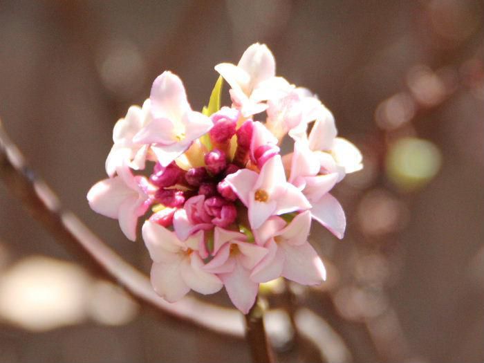 とても良い香りを放つジンチョウゲ（チンチョウゲともいう）が咲いています　ジンチョウゲの咲いている家に近づくだけで香ってくる花ですが残念ながら我が家のジンチョウゲはそこまで香りが強くありません　