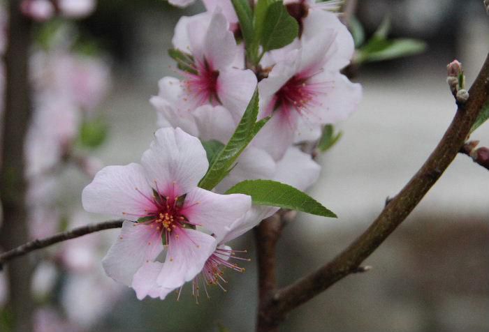 結城豊太郎記念館の庭に桜に負けない大きさで白とピンクでひときわ目立つように「アーモンド」の花が咲いています　アーモンドの実を食べたことはあっても花はなかなか見る機会がありません　桜と同時期に咲く花で桜と似ていますが近づいてみるととてもきれいな花です　　