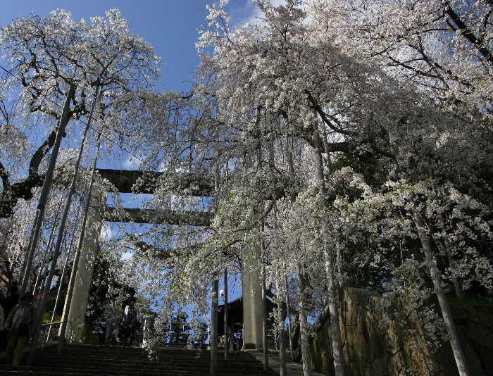 烏帽子山公園の桜が満開となりました　桜を見物する多くの人が公園を訪れています　新聞に「今こそ聴きたい」で「桜ソング」をテーマとしたアンケート結果が載っていました　第３位は福山雅治の「桜坂」第２位はは日本古謡の「さくらさくら」第１位は・・・
