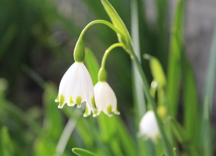 スイセンに似た葉で白い花の先に緑の斑点が付いた釣鐘状の花が咲いています　「スノーフレーク」の名前が付いていますが「オオマツユキソウ」「スズランスイセン」の別名があります　濃い緑の葉と白のコントラストが美しく一足早くスズランの花を見るようです