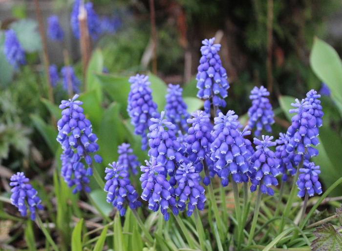 今朝は爽やかな初夏を感じさせる日となりました　花茎の先にベルのような形の花をブドウの房のように咲かせる「ムスカリ」の花が多くの家の庭に咲いています　花房の形がブドウのように見えるところから英名は「グレープ・ヒヤシンス」とも呼ばれています　群生して咲くと青紫色のカーペットのように見事は美しさを見せてくれるのではないでしょうか　