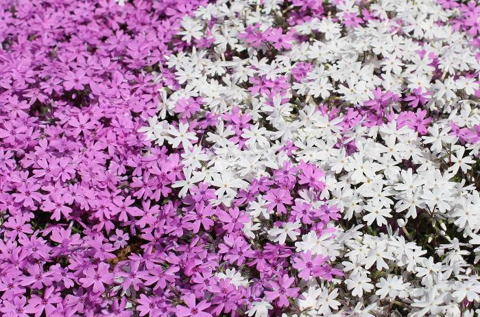ゴールデンウイーク期間中のニュースであちこちの公園等できれいに咲いている「シバザクラ」を見ることができました　我が家のささやかなシバザクラも満開で和ませてくれる風景です　