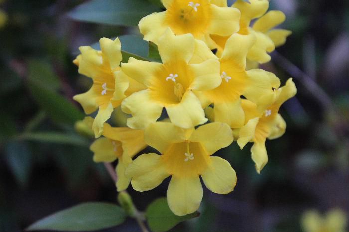 とてもいいニオイの「カロライナジャスミン」の黄色の花が咲き控えめに香りを漂わせています　病害虫はほとんど発生しませんがどんどんツルが伸びてるので適度に剪定しなければなりません　有毒の植物であるとは知りませんでした　剪定時はビニール手袋が必要とのことです