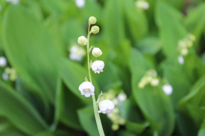 ５月の花を代表するようにスズランが咲いています　緑色の葉の中に可憐な白い花は爽やかを届けてくれます　フランスでは花嫁にスズランを贈る風習があるそうです　またメーデーにはスズランの花を贈り合うともいわれています。　