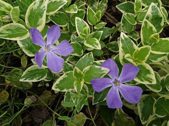 木の下の涼し気なところに星形のような５枚の花弁で薄紫色の「ツルニチニチソウ」が咲いています　根元からたくさんの茎を出して地を這うように広がり所々に花を咲かせます　春から梅雨時まで花を咲かせてくれ薄紫色の花は梅雨を感じさせてくれます