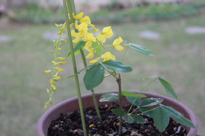 昨年５月　知人の庭で鮮やかな黄色で藤の花のように垂れ下がった花に魅せられて　このブログで黄色の「フジの花」と紹介しましたが「エニシダ」という花であることがわかりました　昨年一枝をいただき挿し木にしました　何と今年挿し木した木に一輪だけ花が咲きました　