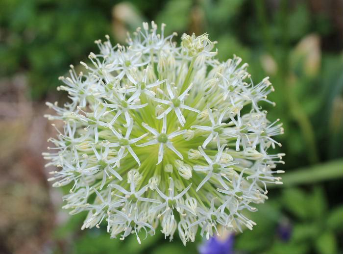 丸いボールのような形をした花「アリウム」が長い茎の先に白い花をさかせています　白だけでなく紫色や赤みを帯びた花など様々な花がさいていて　その形が独特で庭には目立つ花です