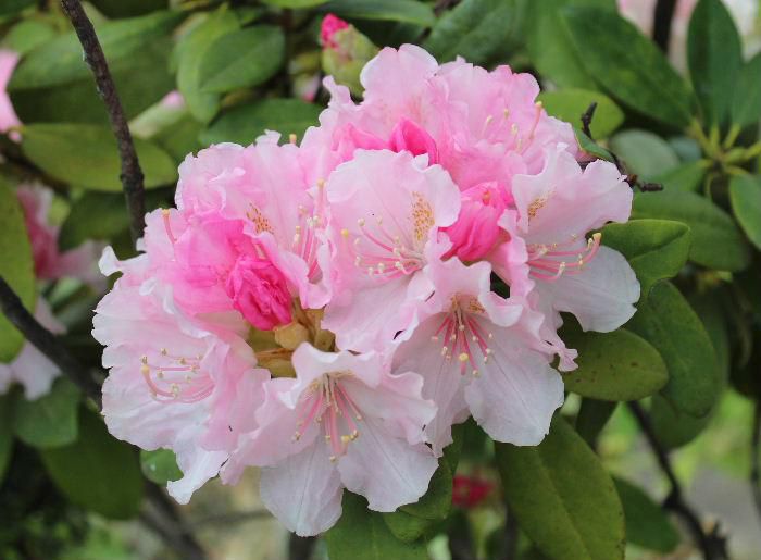 ピンクと白の艶やかな花をつけた「シャクナゲ」がそちこちに咲いています　我が家の鉢植えのシャクナゲもようやく花を咲かせています　標高の高い所に自生している花木で吾妻山に登山したときにテントを張った傍にきれいに咲いているシャクナゲを思い出します