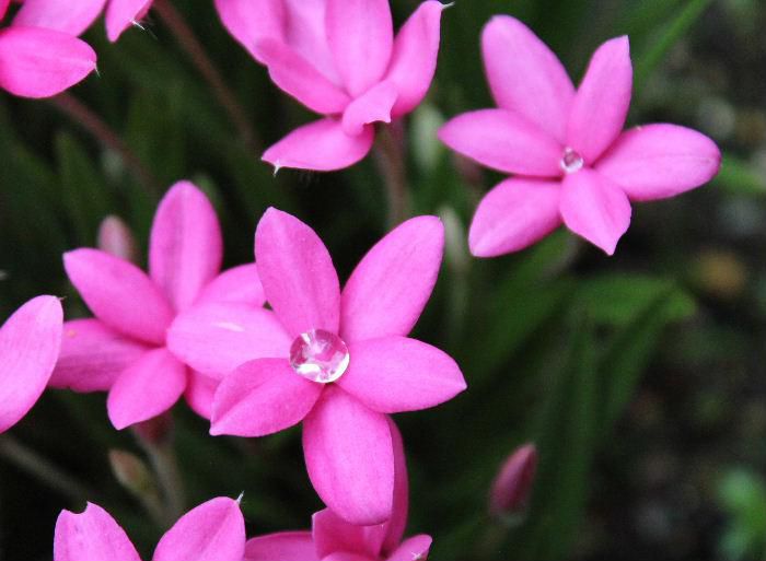 濃いピンクの花「アッツザクラ」の中央に前日降った雨の水滴のダイヤモンドが光っています　春の桜が終わると次々と「サクラ」と名前の付く花が咲いています　「アッツザクラ」はピンクだけでなく白や淡いピンクの花もあり花壇の縁を彩っています
