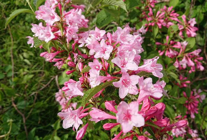 山を散策してきましたが　そちこちにピンクの「タニウツギ」が咲いています　日本海側の山に自生する落葉の低木の山の初夏を彩る花木です