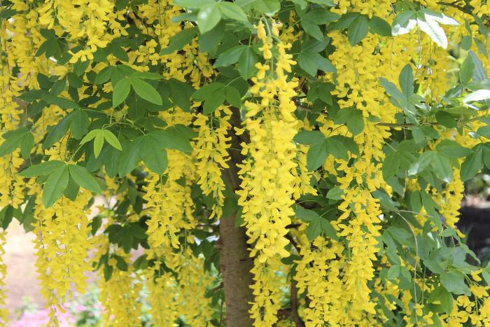 ５月１６日付で黄色のフジのような花を「エニシダ」と紹介しましたが　よく調べてみると「キングサリ」という花木であることがわかりました　改めて訂正いたします　「キングサリ」の花期は５月で満開になると藤のように垂れ下がった黄色の花が咲き見事です