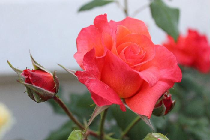 ６月１日から南陽バラ祭りが始まりました　我が家のバラもようやく少し咲き始めました　このバラは「プリンセスミチコ」と命名された紅いバラです　現在皇太后となられた美智子様にちなんで名づけられたといわれています　甘い香りのするバラです