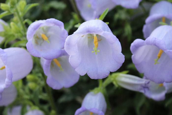 ふっくらとして提灯のような形をし　それでいて横や上向きに鈴なりに「フウリンソウ」が咲いています　花の先端が五つに裂けて反り返って咲いています　別名「カンパヌラ」「ツリガネソウ」とも呼ばれています　薄紫色の他白や紫色の花がありました