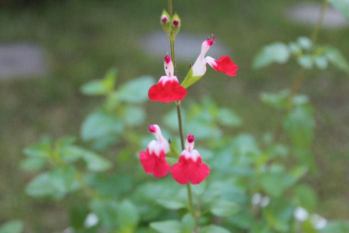 双子の小鳥のように紅白の可愛い花をつける「ホットリップス」が今年も花を咲かせています　１年草のサルビアの仲間ですがこの「ホットリップス」は多年草で毎年花を楽しませてくれます　多年草の花や花木にはそれぞれ思い出があり花を咲かせるとその時を思い出します　この「ホットリップス」はとある県の果樹園で見つけ買ってきた一鉢です