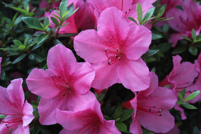 遅まきながら我が家の「サツキ」が咲きました　ピンクのサツキがそちこちに咲いていますが枯れてそろそろ終わりに近い花です　我が家の庭は日当たりがあまりよくなく今を盛りとさいています　鮮やかなピンクの色を写すが難しく朝の日が昇る前に撮影してみました