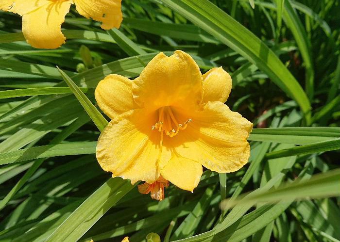 友人の庭に夏を彩るように鮮やかな黄色の花がさいていました　図鑑などで調べましたがなんという花なのかわかりません　暑い夏の太陽にもめげず咲いている花です