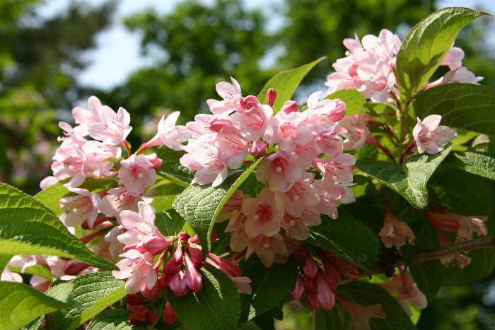 山道を散策しているとあちこちに「タニウツギ」のピンクの花がさいています　平地ではあまり見ることはできませんが少し山に登ると初夏の頃に見ることができる花木です　庭木として植えられているのを見ることもありますが山で見かける花です　夏を告げる花の一つでしょうか