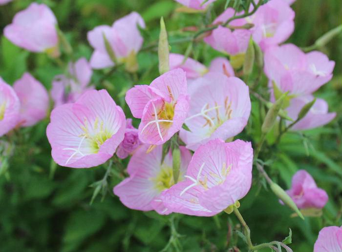 ピンクの４枚の花弁がカップ状に開いてとてもかわいらしい「ヒルザキツキミソウ」が梅雨の晴れ間に咲いています　中心のめしべが長くのび、開花期の長い花です　なんと花言葉は「物言わぬ恋」とか「自由な心」と図鑑に書いていますがかわいい花にピッタリの花言葉のようです