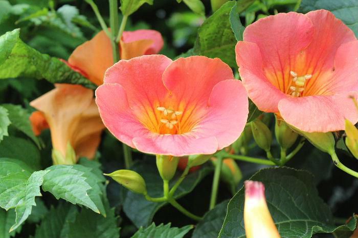 夏の庭を彩る「ノーゼンカズラ」がそちこちに咲き誇っています　オレンジ色や黄色、赤などの花ですがこの花を見ると夏が来たなあと教えてくれる花です　中国から日本にわたってきて１０００年以上も親しまれている花木だそうです　ただ花と蕾の汁は有毒で、花の中に溜まった水が目や口に入らないように注意しなければならないそうです　つるを伸ばし塀や垣根に這わしている所もあります