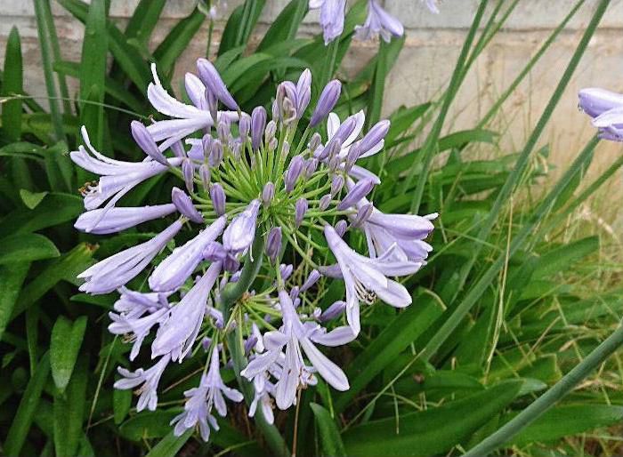 雨に打たれて薄紫色の「ツルバギア」が星形の花をたくさん付けています　もし「ツルバギア」だとすると茎や葉を傷つけるとニンニク臭があるといいますがどうでしょうか。
