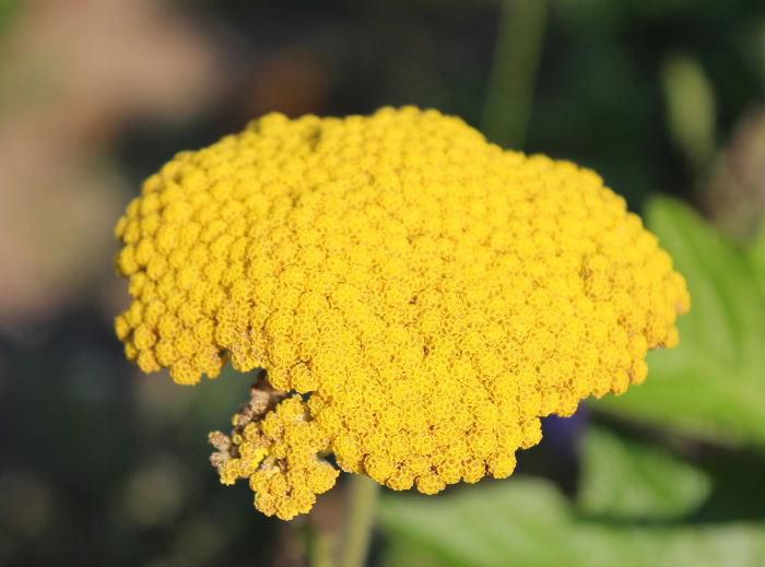 あまり見たことのない花の一つです　図鑑などで調べてみたところ「黄花アリッサム」という花に似てましたがわかりませんでした　びっしりと並んだ小さな黄色の花のかたまりで食べられそうな花です　正しくはなんという名前でしょうか