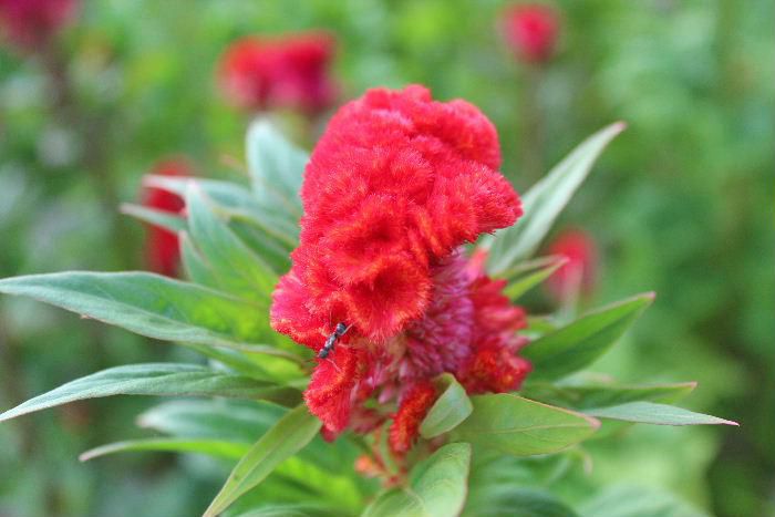 夏に強くて育てやすい真っ赤な「ケイトウ」がそちこちに咲いています　見ていると益々暑くなりそうな赤ですが夏らしくていいですね