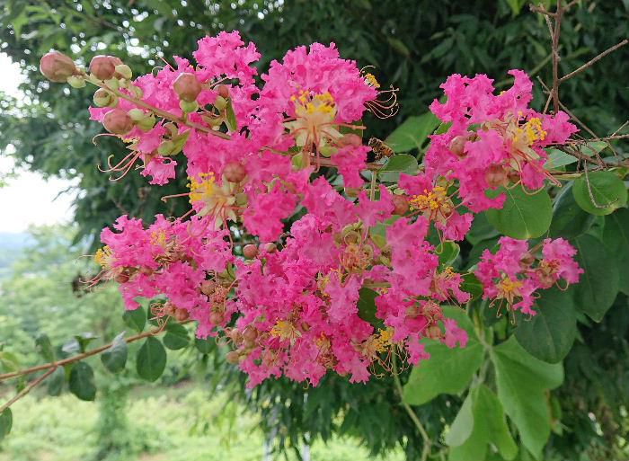 真夏に鮮やかなピンクの花を咲かせる「サルスベリ」は夏の代表的な存在でそちこちで見つけます　花の咲いている期間が長く夏の暑さで疲れた庭を彩ってくれる貴重な花木です　樹皮のないつるつるした樹皮と愛らしい印象を与える縮れた花びらが特徴です　猿も木から滑り落ちるほど滑らかな樹皮から「サルスベリ」の名前が付いたといわれています　百日も赤く咲いていることから百日紅（ヒャクジツコウ）の別名があります　ただし白い花もあります