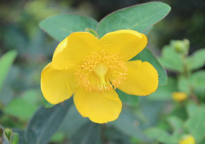 真っ黄色の５枚の花弁をもつ花を見つけました　ネットでゴールデンカップという花がヒットしましたがよく見ると違うのかな？