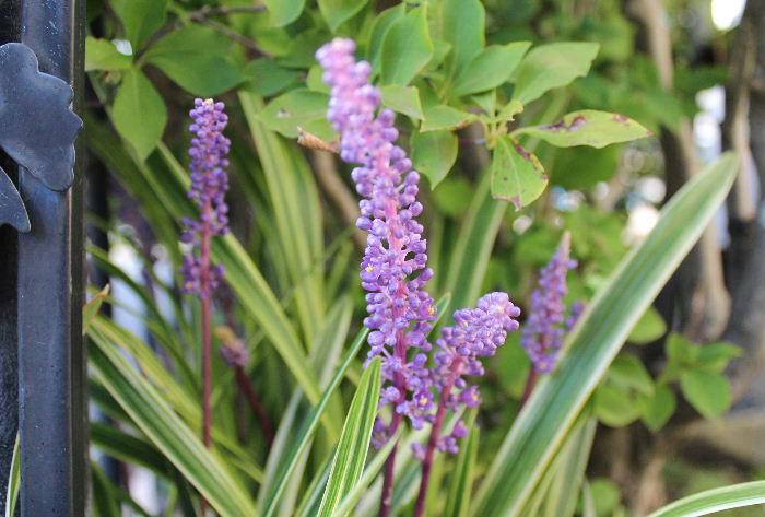 庭の隅に植えてある「ヤブラン」が光沢のある白と緑の縞模様の葉に淡い紫色の小さな花が咲いています　よく見ないと花とわからず蕾の状態では小さなブドウが付いているように見えます　秋になると紫色の花をよく見かけますが気のせいでしょうか