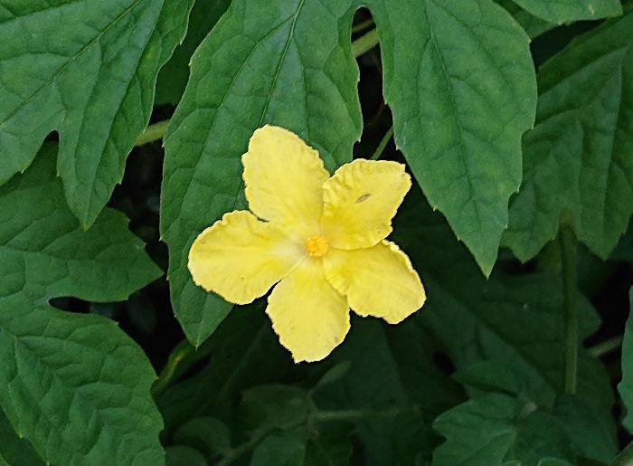 沖縄の郷土料理の一つ「ゴーヤチャンプルー」は我が家の好物の一つです　友人の庭に「ゴーヤ」の花がさいています　ゴーヤに似ず小さな黄色い可憐な花です　ゴーヤはキュウリに似ていますが花もキュウリの花のようです　今夜はゴーヤチャンプルー？