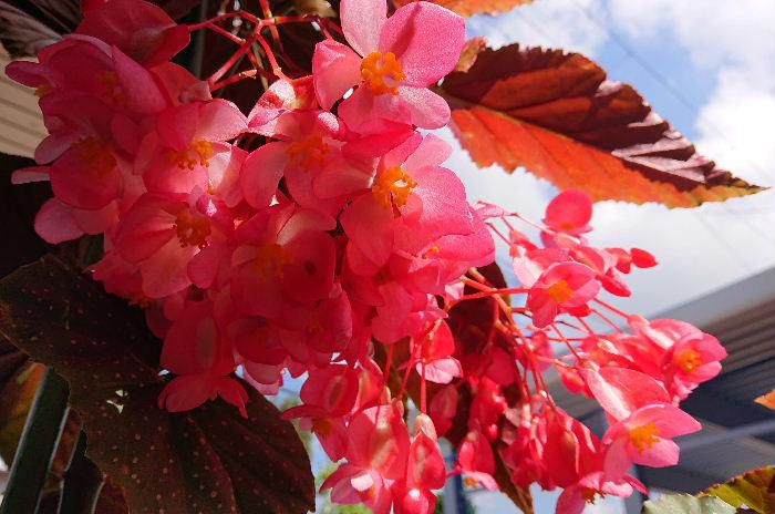 市内H商店の店先に背丈ほどに伸びた「タチキベゴニア」の真っ赤な花がさいていました　私達が知っているベゴニアは鉢植えにこんもりと花を咲かせ１年草でホームセンターなどで苗を売っていますが　この「タチキベゴニア」は毎年花を咲かせてくれるそうです　花はベゴニアですが別の花のように見事に大きく咲いています　もうそろ終わりだそうです