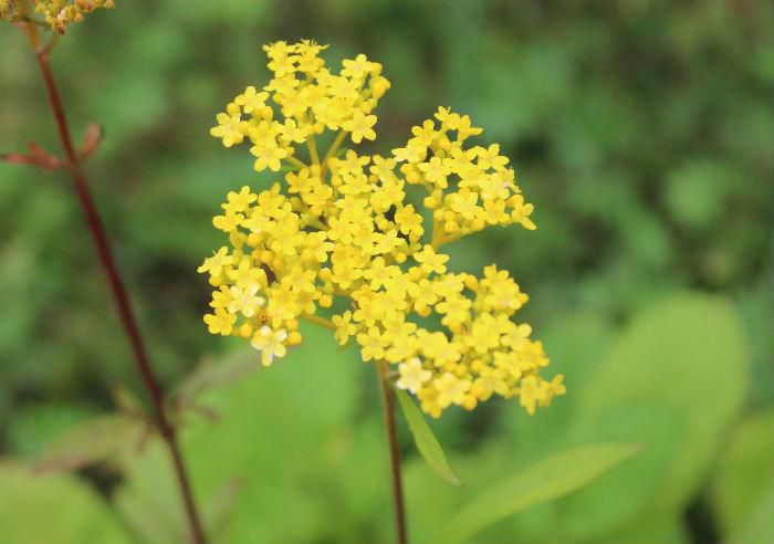 秋の七草の一つ「オミナエシ」の黄色の花をつけて咲いています　オミナエシの花を初めてジックリ見ましたがこんなに小さいものだったと初めて気づきました「キキョウ」「カルカヤ」「オミナエシ」とお彼岸近くなりと大人達が語っていたことを思い出します