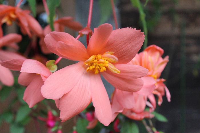 よく見ると「ベゴニア」です　鮮やかな紅　淡い桃色とベゴニアってこんなにきれい咲くんですね　先日「タチキベゴニア」をこのページで紹介しましたがベゴニアってきれいですね　どうしてもプランターに植えられた今にも枯れそうな花ばかり見てきましたので格別きれいです