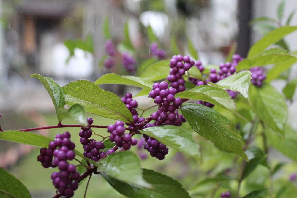 今日から１０月です　台風の影響でしょうか朝から雨が降っています　雨に濡れた「コムラサキシキブ」の実が鮮やかな紫色になりました　小さな一株を植えたのですがいつのまにかたくさんの実を付け秋になると紫色の実で楽しませてもらっています