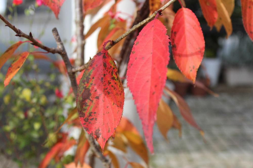 今日から１１月で早いもので残すところ今年もあと２か月となりました　すっかり木々の葉が赤や黄色に染まり私たちの生活に彩りを与えてくれます　それは冬への始まりでもあり晩秋の風物です　我が家の鉢植えの桜の葉が真っ赤にそまり一枚また一枚と落葉しまもなく葉がなくなってしまいます　