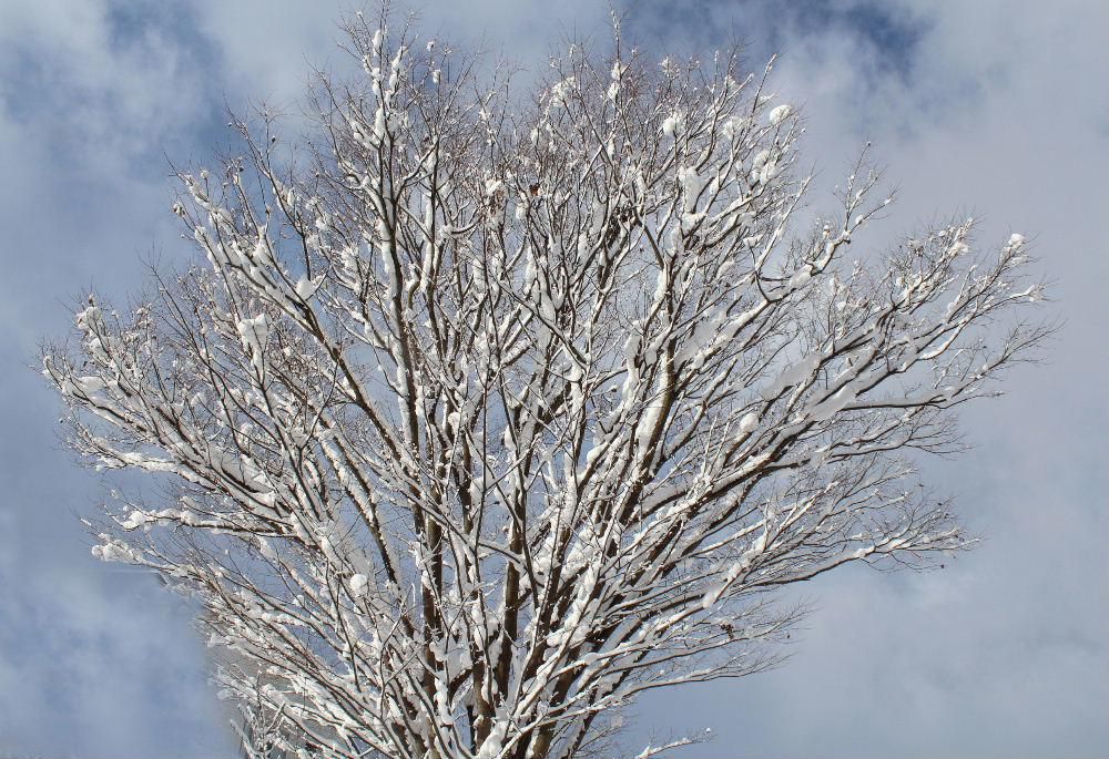 雪が降ったりやんだりと雪空の一日になりそうです　湿った雪で木々に付いている雪はまるで白い餅をつけたようで小正月行事のだんご木のようです　そういえばあとわずかで今年が終わります　
