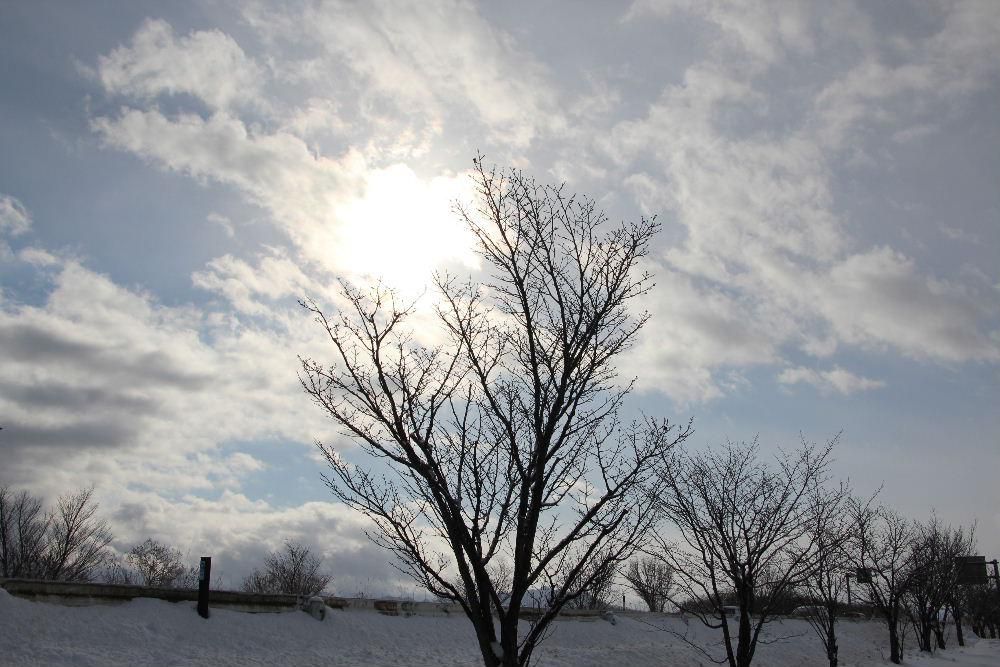 連日の降雪で屋根の雪下ろしや除雪でうんざりと雪空を眺めています　昨日久しぶりに青空が顔をのぞかせ雪の白さが眩しくなりました　天気予報に太陽が見えず曇りと雪マークばかりが続きます