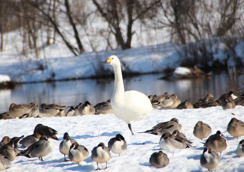 昨日の好天に誘われて米沢市にある「窪田水辺の楽校」に白鳥を撮影にでかけました　青い空　松川の流れ　白鳥　カモの群れ　早春を思わせるような風景に心が洗われました　まだ冬はこれからですよね