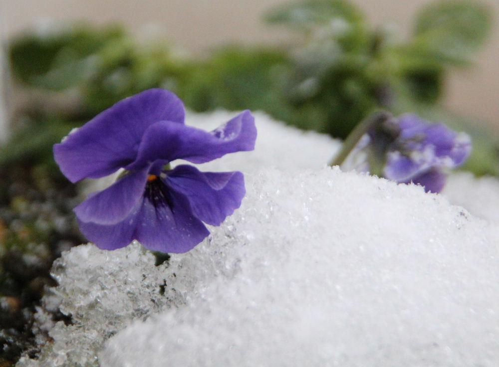 今日で１月が終わりです　半月ほどすると少し春の兆しが見えてくるのですがこのブログに載せる写真もネタ切れになりました　我が家の雪の中ではパンジーぐらいしか花が咲いていません
