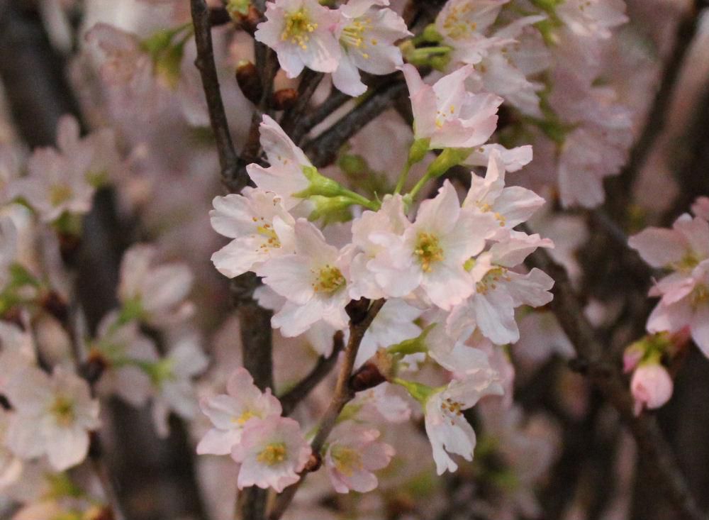 桜色　今朝も朝から雪が降っています　そろそろ春と思っていますしたのでがっかりしながら雪かきを終わしました　日本では色を表すのに花の色で伝える習慣があります　今日のブログは花の色について紹介します
