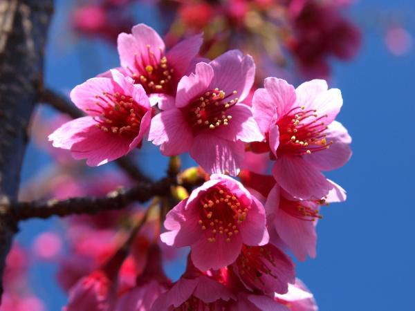 春が後戻りしたかのような天気が続いています　今日は少し春めいた天気になるのでしょうか　今日２月２５日の誕生日の花は「カンヒザクラ」で花ことばは「あでやか」です　沖縄県で１月から３月に咲く桜ですが沖縄の開花宣言はこのカンヒザクラです　この桜はソメイヨシノのようにひらひらと散るのではなくボタッボタッと落ちると沖縄で見た時に教えてもらいました　濃いピンクの花で花ことばどおり艶やかな花です　でも私たちはソメイヨシノやエドヒガンの桜がいいですね　ひらひらと花びらが舞う