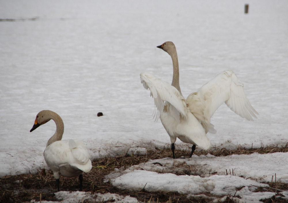 昨日　雪は降りませんでしたが寒い一日となりました　白竜湖の近くの田んぼに白鳥を見つけました　雪の解けた田んぼで一生懸命に餌をとっています　首のあたりが薄い茶色でまだ子どもの白鳥でしょうか　まもなく北に旅立つ準備をしているのでしょうか