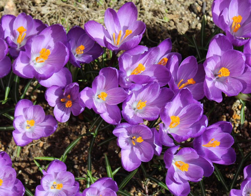 今日からまた暖かな日が続きそうです　一斉に咲いたクロッカス　紫色の花が最後に咲いてくれています　次々と咲く花が楽しみになります