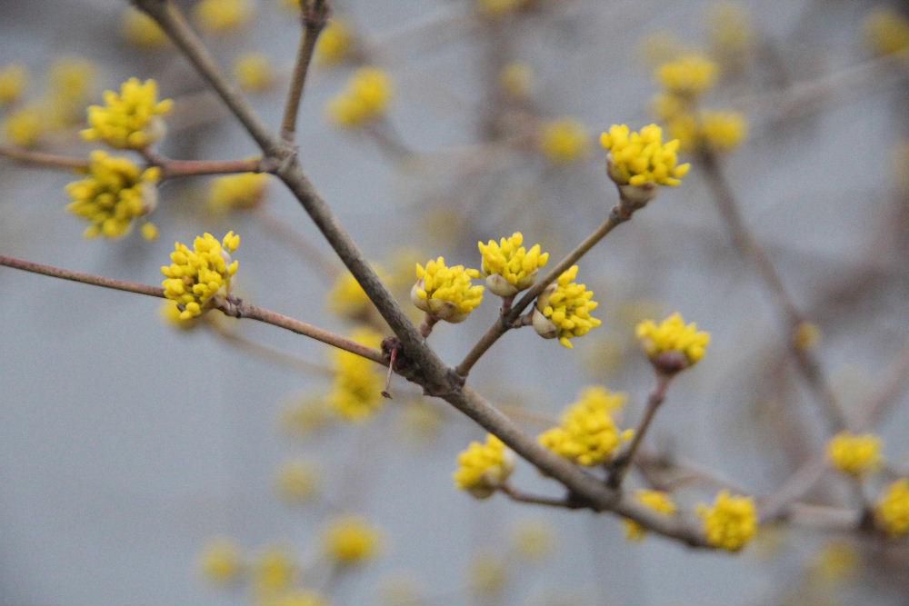 家の北側にわずかに残る雪　その傍に「サンシュユ」の黄色の花が咲いています　今日から４月　新しい職場　新しい学校　そして季節も春を迎え何もかもが新しいスタートの時です　コロナがまだ流行りだしています　ロシアの侵攻がとまらないない世界の情勢　穏やかな日が一日も早く来てくれることを願いながらの１日のスタートです