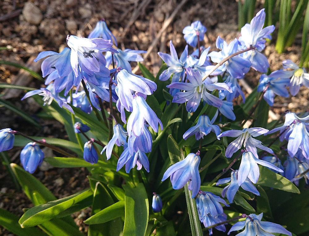 春の季節には珍しい青紫色の花が咲いていました　あまり見たことがない花でしたのでネット調べたら今まで聞いたこともない「シラーシベリカ」ではないかと思われます　鮮やかな色で花壇の中ではひと際目立つ色で春には珍しい花です　球根で販売されているとのことです