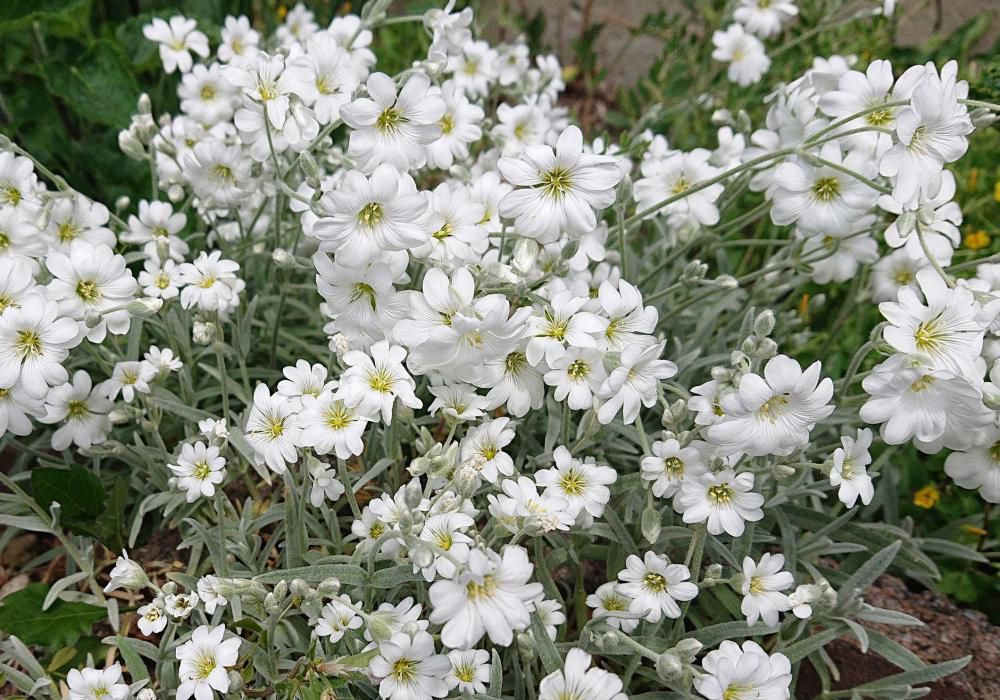 真っ白な「シロミミナグサ」が知人の庭に咲いています　「ナツユキソウ」とも呼ばれていますが漢字で「白耳菜草」「夏雪草」とも書きます　アップで写してみるとととても可愛い花です