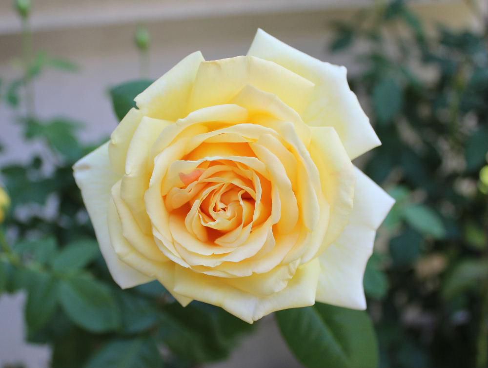 二つ目のバラが咲きました　黄色で香りのよいバラです　その隣にはオレンジ色のバラも咲き暑さに誘われて次々とバラが開花します