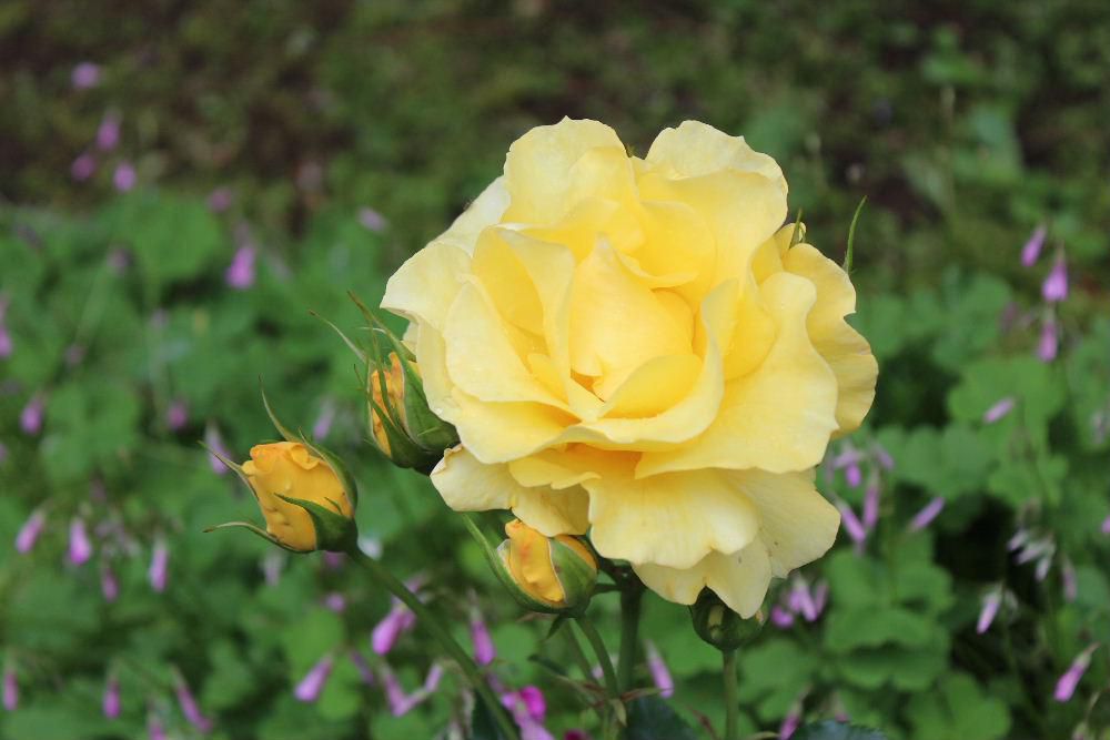 我が家の７種類目のバラです　鮮やかな黄色ですがあまり多くの花を付けてくれません　土があわないのか背丈もあまり大きくなってくれません　とても香りが強く開花するのが楽しみなバラです